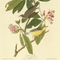 John James Audubon Birds of America - Canada Warbler - Havell Plate 103 - James Anthony Collection