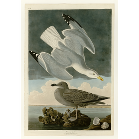 John James Audubon Birds of America - Herring Gull - Havell Plate 291 - James Anthony Collection