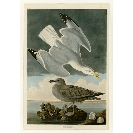 John James Audubon Birds of America - Herring Gull - Havell Plate 291 - James Anthony Collection