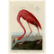 John James Audubon Birds of America - American Flamingo - Havell Plate 431 - James Anthony Collection