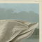 John James Audubon's Common American Swan - Havell Plate 411 - James Anthony Collection