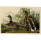John James Audubon's Mallard Duck - Havell Plate 221 - James Anthony Collection