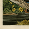 John James Audubon's Mallard Duck - Havell Plate 221 - James Anthony Collection