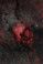 NGC7000 with STC Astro-Multispectra filter
Author: Wei-Hao Wang