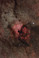 NGC7000 without filter
Author: Wei-Hao Wang