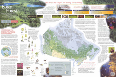 Boreal Forest Poster Front