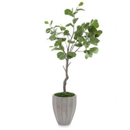 John Richard Coastal Fog Fiddle Leaf