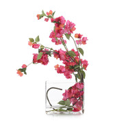 John Richard Sweet Bougainvillea