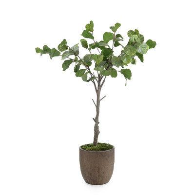 John Richard Fiddle Leaf Fig 99" - Brown Planter