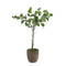John Richard Fiddle Leaf Fig 99" - Brown Planter