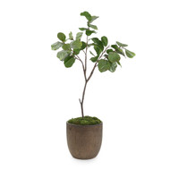 John Richard Fiddle Leaf Fig 76" - Brown Planter