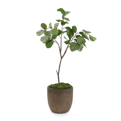 John Richard Fiddle Leaf Fig 76" - Brown Planter