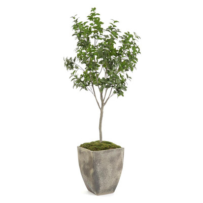 John Richard Bay Laurel Tree