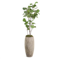 John Richard Slender Fiddle Leaf Fig