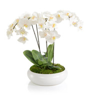 John Richard Beautiful Orchids