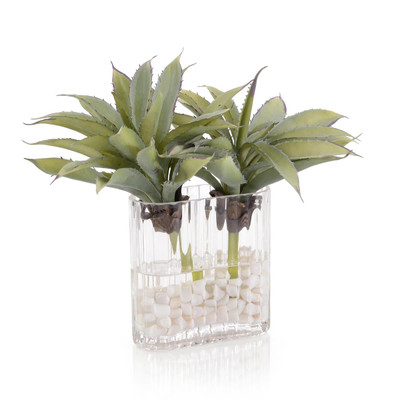 John Richard Desert Agave