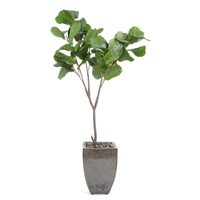 John Richard Rocky Fig Tree