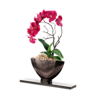 John Richard Midnight Phalaenopsis