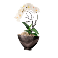 John Richard Dawn Phalaenopsis