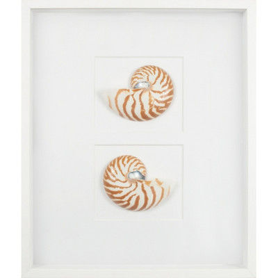 Nautilus Shells