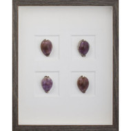 Purple Tiger Cowrie Shells