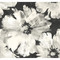 Seabrook Designs Curie Abstract Floral - Metallic Ebony and Off-White