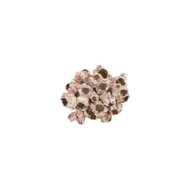Phillips Collection Barnacle Cluster Wall Art - MD