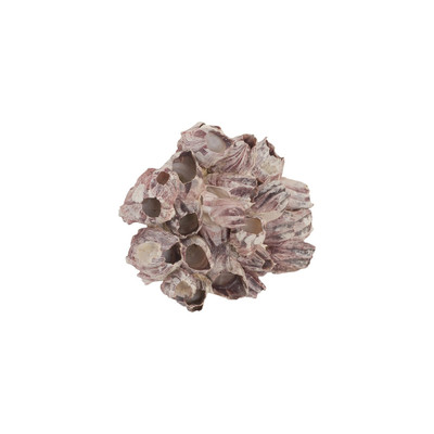 Phillips Collection Barnacle Cluster Wall Art - LG