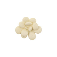 Phillips Collection Oviferum Succulent Wall Art - Chartreuse