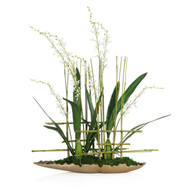 John Richard Asian Cymbidiums