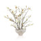 John Richard Coffee Magnolias
