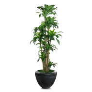 John Richard Dracaena Corn Tree