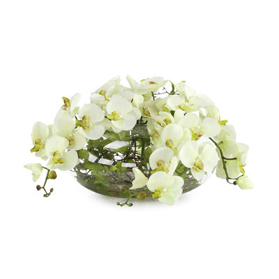 John Richard Enchanted Orchids