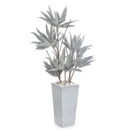 John Richard Frosted Agave Plant