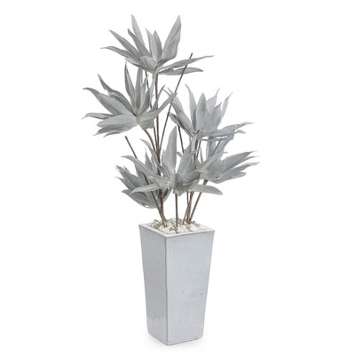 John Richard Frosted Agave Plant