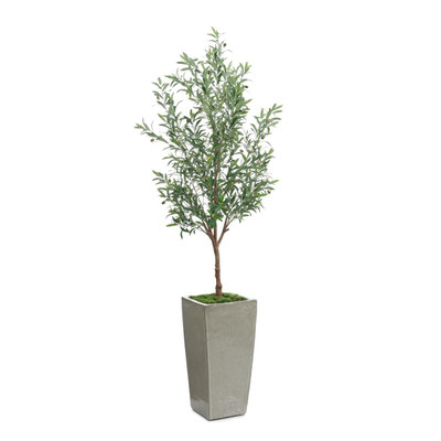 John Richard Garden Olive