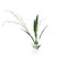 John Richard Graceful Cymbidium
