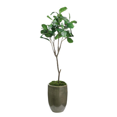 John Richard Mossy Green Fiddle Leaf Fig