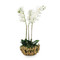 John Richard Orchid Elegance