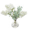 John Richard Snow Queen Hydrangeas