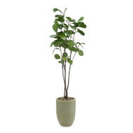 John Richard Tall and Slender Fiddle Leaf Fig