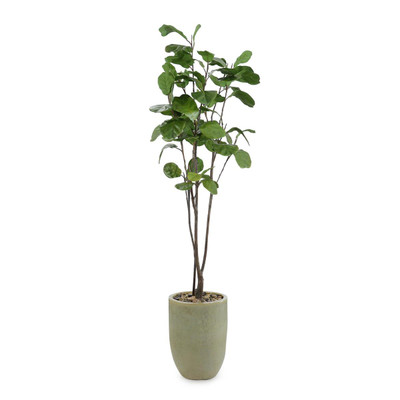 John Richard Tall and Slender Fiddle Leaf Fig