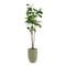 John Richard Tall and Slender Fiddle Leaf Fig