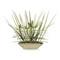 John Richard Tropical Ginger
