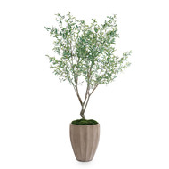 John Richard Tuscan Olive