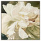 John Richard Victoria's Flower