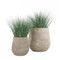 Bear Grass in Urbano Bell Fiber Clay Planter - LARGE image 2