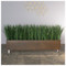 Liriope Grass in Dark Stained Custom Rectangle Planter