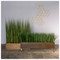 Liriope Grass in Dark Stained Custom Rectangle Planter image 2