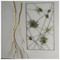 Intersect Wall Art with Tillandsia Mix image 1